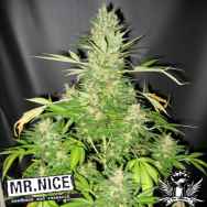 Mr Nice Seeds Master Kush x Skunk